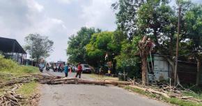Antisipasi Tumbang, Dinas PU Tebang Pohon Kering di Jalan Ayam Alas Mantup